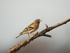 Ramblings on Bramblings!