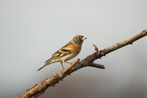 Orangymale