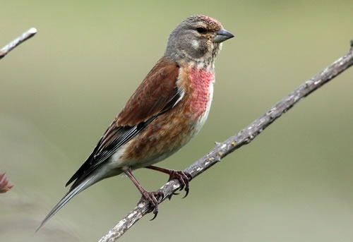 Linnet 500 Linnet 500