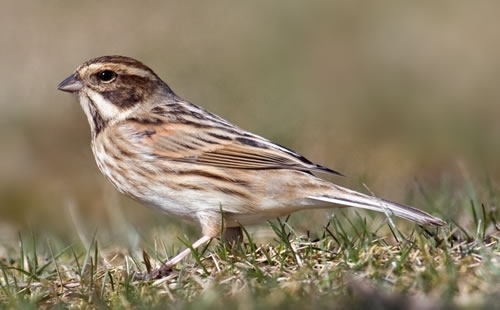 Reed _Bunting 500 Reed _Bunting 500