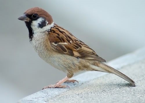 Tree _Sparrow 500