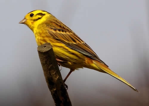 Yellowhammer 500 Yellowhammer 500