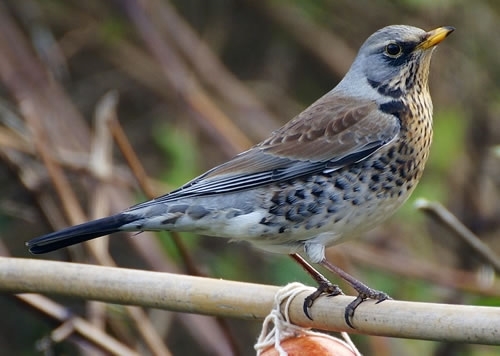 Fieldfare 500