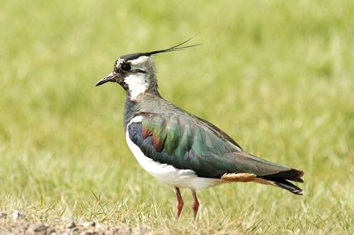 Lapwing 500