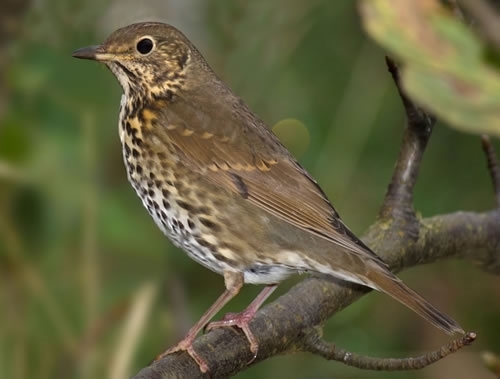 Song _Thrush 500 Song _Thrush 500