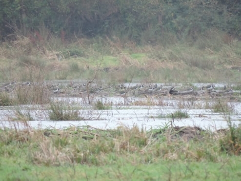 Common Snipe Common Snipe