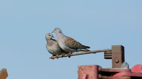 Turtle Doves Turtle Doves