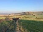 Get the bunting out – the first Farmland Bird ID Day a pheasant success!