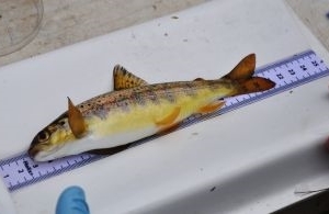 Salmon parr