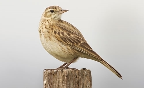 Skylark