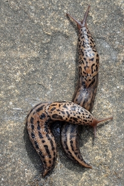 Leopard slugs