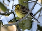 The Big Farmland Bird Count is nearly here! Are you ready?