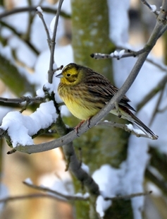 Yellow Hammer Female In Snowy Weather