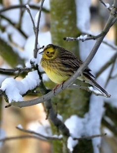 Yellow Hammer Female In Snowy Weather