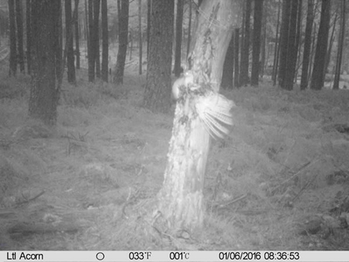 Stoat
