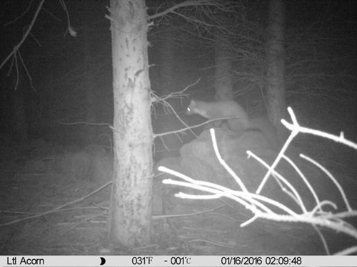 Pine Marten Pine Marten