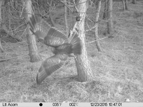 Buzzard Buzzard