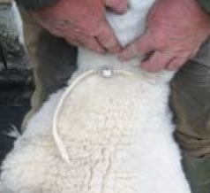 Sheepcollar