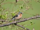 Big Farmland Bird Count entries are flocking in as farmers start to count!
