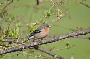 Chaffinch Cock - P.Thompson