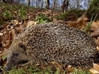 Hedgehog protection: our letter to The Times