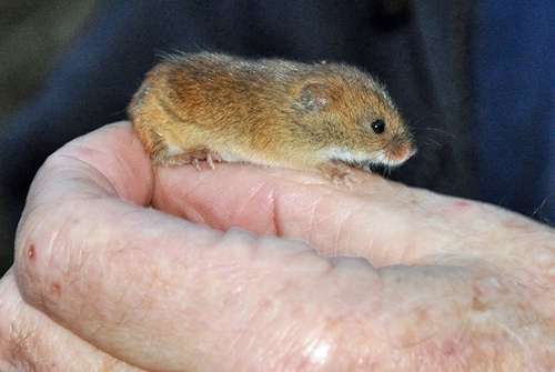 Harvest mouse on hand Harvest mouse on hand