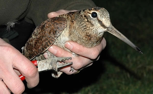 Ringing -woodcock