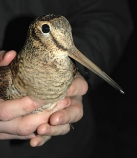 Woodcock In Hand