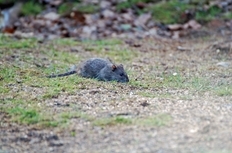 Young Rat