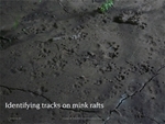 Identifying tracks on mink rafts