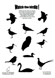 Bird ID worksheet