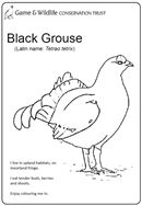 Black grouse colouring