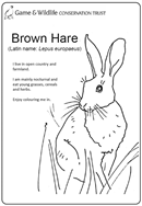 Brown hare colouring