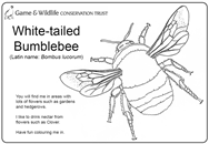 Bee colouring