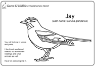 Jay colouring