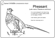 Pheasant colouring