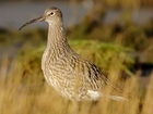 Walking for curlew: guest blog by Mary Colwell-Hector
