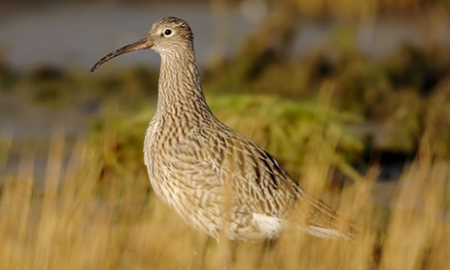 Curlew By Laurie Campbell