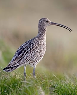 Curlew By David Mason