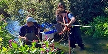 Salmonid parr tagging