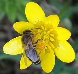 Honey Bee
