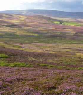 Heather -bloom -Gairnshiel