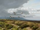 Calling all wildlife artists and photographers