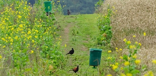 Hoppers