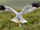 Hen harriers – remember the research