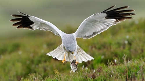 Male -hen -harrier -wwwlauriecampbellcom