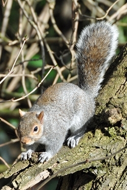 Grey squirrel on branch