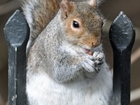GWCT to keynote The Mammal Society Cranbrook Lecture