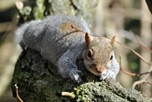 Squirrel laying on branch