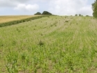 Creating the perfect cover crop